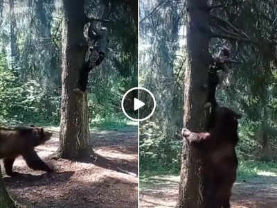 Viral Video: शख्स के पीछे पड़ गया जंगली भालू, पेड़ पर भी नहीं छोड़ा पीछा फिर इस तरह बची जान