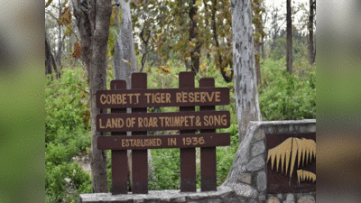 Uttarakhand News: Corbett Tiger Reserve में 3 बाघों की मौत से मचा हड़कंप, वन अधिकारियों ने बताई वजह