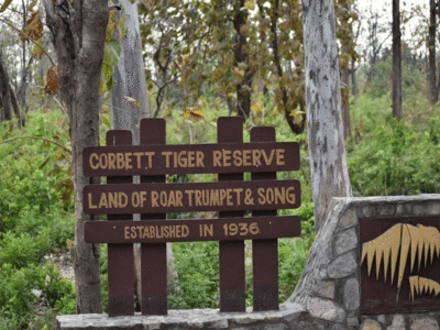 Uttarakhand News: Corbett Tiger Reserve में 3 बाघों की मौत से मचा हड़कंप, वन अधिकारियों ने बताई वजह
