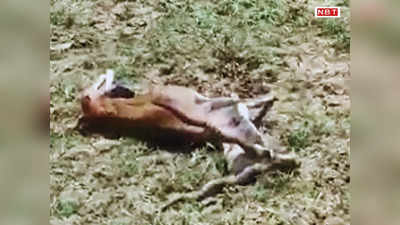 Arrah News: भोजपुर में पानी की तलाश में भटक रहे काले हिरण की मौत, सूखे खेत में पड़ा मिला शव