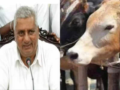 अगर भैंस काटी जा सकती है तो गाय क्यों नहीं? कर्नाटक के मंत्री ने किया सवाल, क्‍या गोहत्‍या बैन हटाने जा रही कांग्रेस?