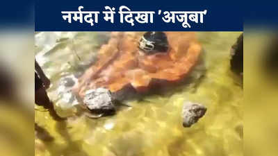 Jabalpur News Live Today: नर्मदा नदी में दिखा अनोखा चमत्कार, शंकरजी के सामने तैरने लगा 5 किलो का पत्थर