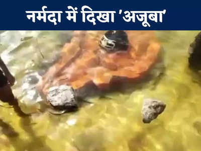Jabalpur News Live Today: नर्मदा नदी में दिखा अनोखा चमत्कार, शंकरजी के सामने तैरने लगा 5 किलो का पत्थर