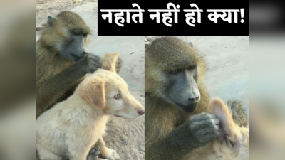 Baboon News: कुत्ते की तरह दिखने वाला यह बंदर क्या सांप खाता है? जुएं निकालता देख लोग हंस पड़े