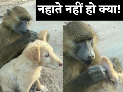 कुत्ते की दिखने वाला बंदर क्या सांप खाता है? जुएं निकालता देख लोग हंस पड़े