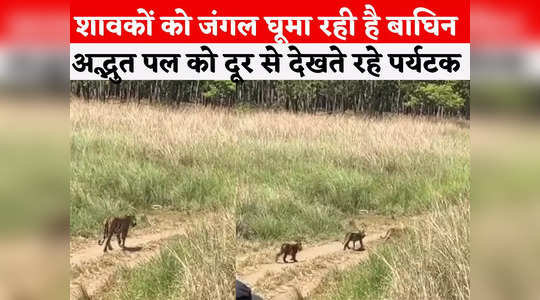 Tiger Cubs Ka Video: मां के साथ जंगल में दहाड़ते घूम रहे शावक, देखें वीडियो
