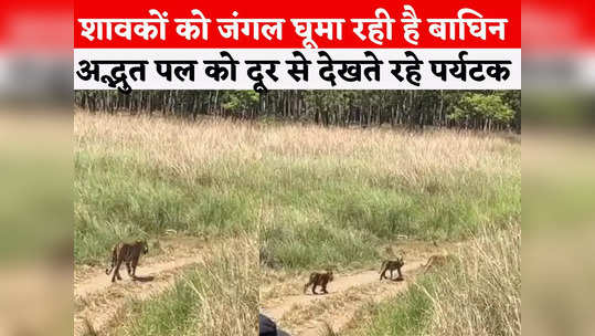 tiger cubs roaring in forest with mother in pench jungle watch video