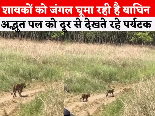 Tiger Cubs Video: बाघिन और शावकों से बढ़ी पेंच टाइगर रिजर्व की रौनक, देखकर रोमांचित हुए पर्यटक