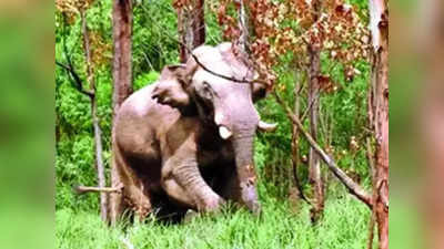 Elephant Arikomban:രാത്രി ജനവാസ മേഖലയിൽ ഇറങ്ങി, അരിക്കൊമ്പനെ വീണ്ടും മയക്കുവെടി വെച്ചു, വെടിവെച്ചത് 2 തവണ