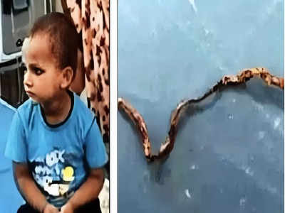 फर्रुखाबाद में तीन साल के बच्‍चे ने सांप को चबाया, उसके बाद जो हुआ वो हैरान कर देगा!