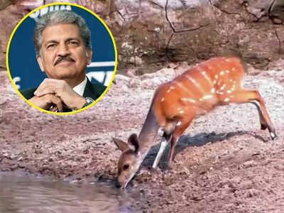 आनंद महिंद्रा ने शेयर किया हिरण की शक्ति का अद्भुत वीडियो, लोगों को दिया मंडे मोटिवेशन