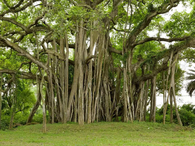 banyan tree