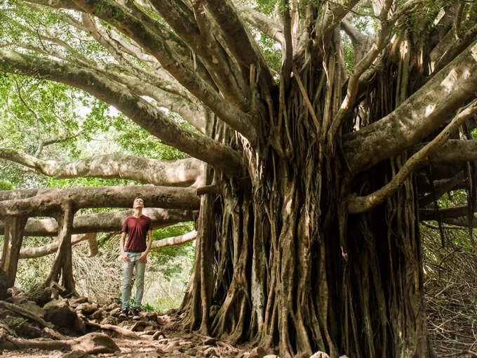 banyan tree