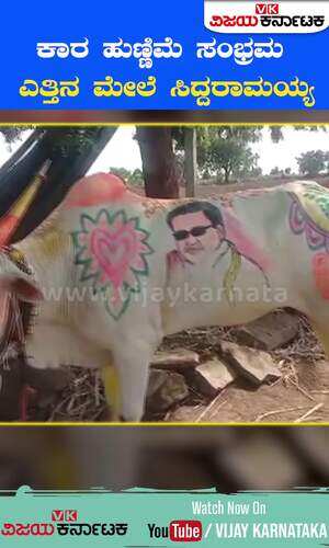 vijaykarnataka/cities/kalaburagi/a-fan-painted-siddaramaiahs-picture-on-a-bull