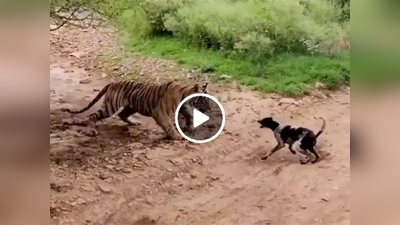 Tiger Kills a Dog Video: कुत्र्यानं झोपलेल्या वाघाला दिलं आव्हान, ८ सेकंदात झाला खेळ खल्लास