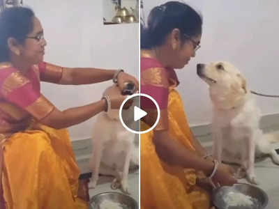 Viral Video: महिला ने पालतू कुत्ते को अपने हाथों से खिलाया खाना, डॉगी का रिएक्शन देखकर आपको प्यार आ जाएगा