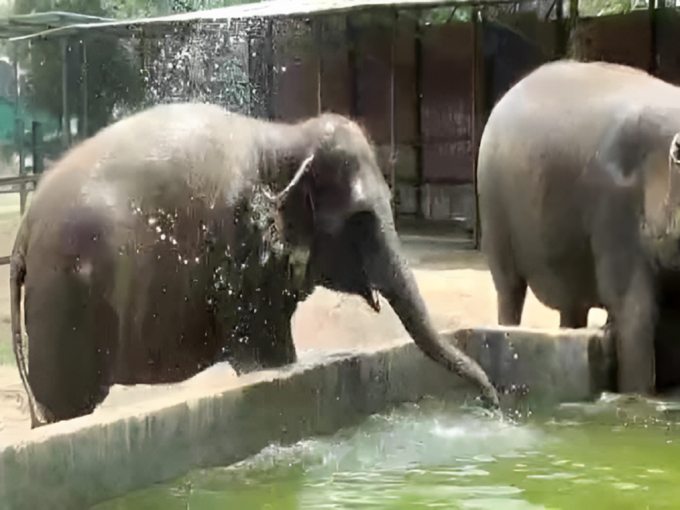 मथुरा में पहला हाथी संरक्षण केंद्र