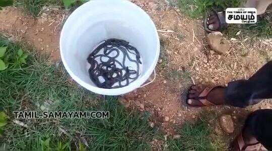 தேன்கனிக்கோட்டையில் வீட்டில் இருந்த  22  நாகபாம்பு குட்டிகளை வனத்துறையினர் மீட்டனர்!