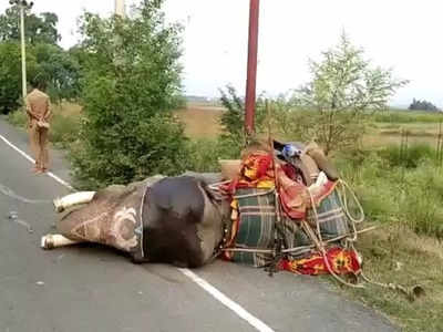 आजमगढ़ में ट्रक ने हाथी को मारी टक्कर, महावत समेत 2 घायल, सड़क पर नजारा देख दंग रह गए लोग