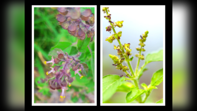 Ram Tulsi And Shyama Tulsi: ಮನೆಯಲ್ಲಿ ಈ ತುಳಸಿ ಗಿಡವನ್ನು ನೆಟ್ಟರೆ ಎಲ್ಲವೂ ಶುಭ..!