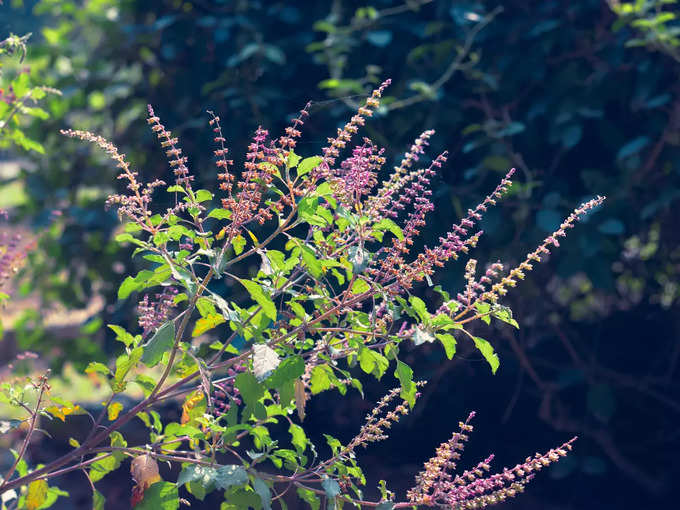 Shyama Tulsi