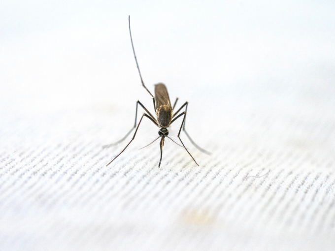 मलेरिया के लक्षण क्या होते हैं