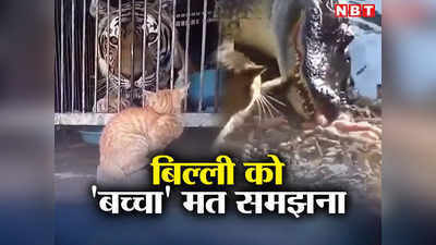 Cat News: कोबरा सांप और टाइगर की भी हवा टाइट हो गई,विद्रोही होती है बिल्ली मौसी!