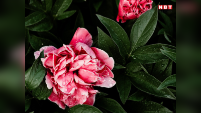 Peony Phool Ke Upay: पियोनिया फूल के इन आसान उपाय से लाइफ में बढ़ेगा रोमांस, जीवन में आएगी सुख समृद्धि