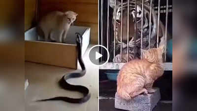 Cats Are Fearless: टाइगर से लेकर सांप तक को थप्पड़ मार सकती है बिल्ली, वीडियो देखकर यकीन हो जाएगा