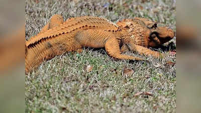 Orange Crocodiles: नारंगी घड़ियाल कभी देखा है आपने? नेपाल के चितवन नेशनल पार्क में अजूबे को देखने उमड़ रही भीड़