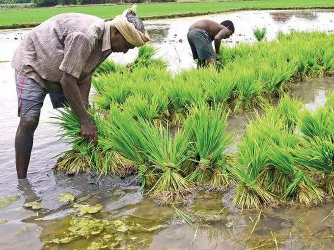 ​தஞ்சை நெல்லின் பயன்பாடு