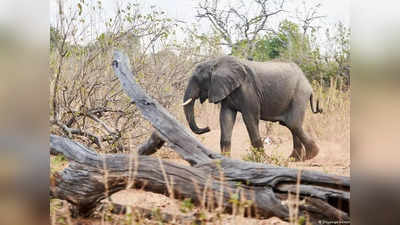 Elephant Attack : झारखंड में हाथियों ने तीन लोगों को कुचल कर मचाया कोहराम, दो लोगों की मौत