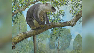 कभी ऑस्ट्रेलिया में पेड़ पर रहते थे विशाल कंगारू, आज मंडरा रहा बड़ा खतरा, शोध में बड़ा खुलासा