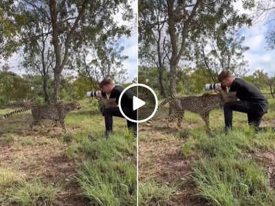 Cheetah Ka Video : जंगल में फोटोग्राफी कर रहा था शख्स, तभी सामने से आया चीता और फिर कमाल ही हो गया!