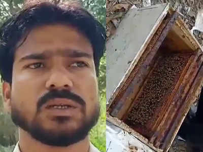 Katihar News: 15 साल से मधुमक्खी पालन करते हैं सूरज, 1000 बॉक्स से निकाल लेते हैं 25KG शहद