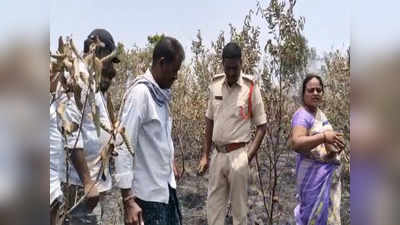 పల్నాడు: పక్కనోడి పంట బాగుందని కడుపుమంట.. తోటి రైతు చేసిన పనికి, మరీ ఇలా ఉన్నారేంట్రా బాబూ!