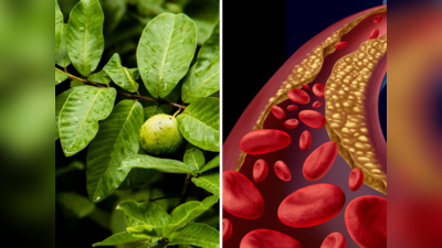 Guava Leaves For Cholesterol: नसों से सारा गंदा कोलेस्ट्रॉल निकाल देंगे अमरूद के पत्ते, बस ऐसे करें इस्तेमाल