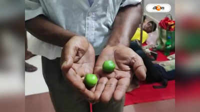 Siliguri News : খেলার ছলে বিষাক্ত ফল খেয়ে বিপত্তি, গুরুতর অসুস্থ ২০ শিশু