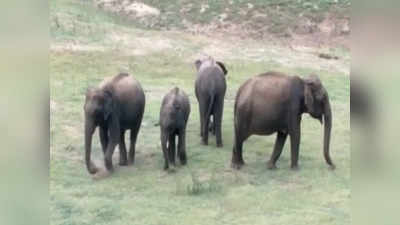 ஆழியார் அணை பகுதியில் காட்டு யானைகள் முகாம்; சுற்றுலா பயணிகளுக்கு வனத்துறை எச்சரிக்கை..!