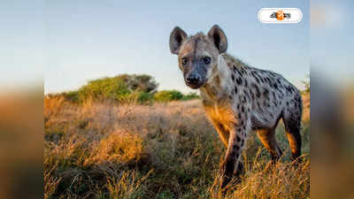 Hyena Attack : একরত্তির হাত কামড়ে নিয়ে গেল হায়না! ভয়ঙ্কর কাণ্ড ঢাকার চিড়িয়াখানায়