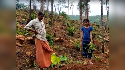 മുപ്പതോളം കുരങ്ങുകൾ കൂട്ടമായെത്തി; 300 വാഴകൾ മിനിറ്റുകൾക്കകം പിഴുതെറിഞ്ഞു