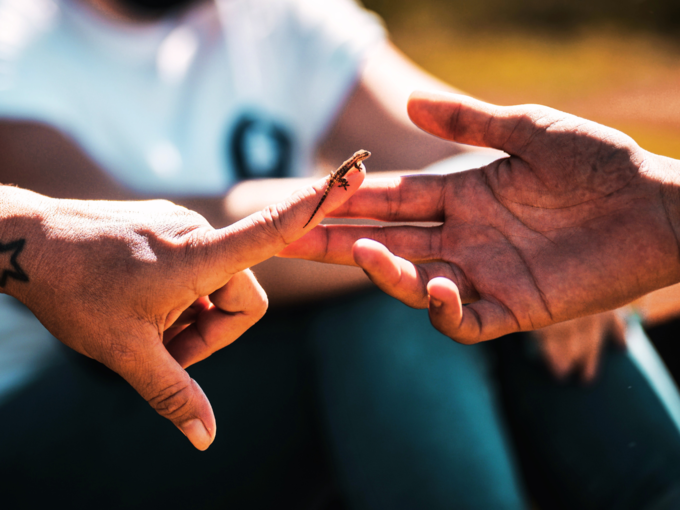 Lizard On Hands