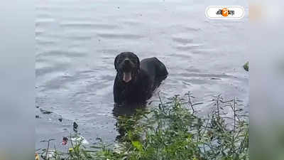 Pet Dog : গরমে মাস্ট পুকুরস্নান! সোশ্যাল মিডিয়ায় ভাইরাল টোডির জলকেলি