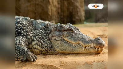 Crocodile: পুরুষে রুচি নেই, দেড় দশক একা থেকে মা হল কুমির!