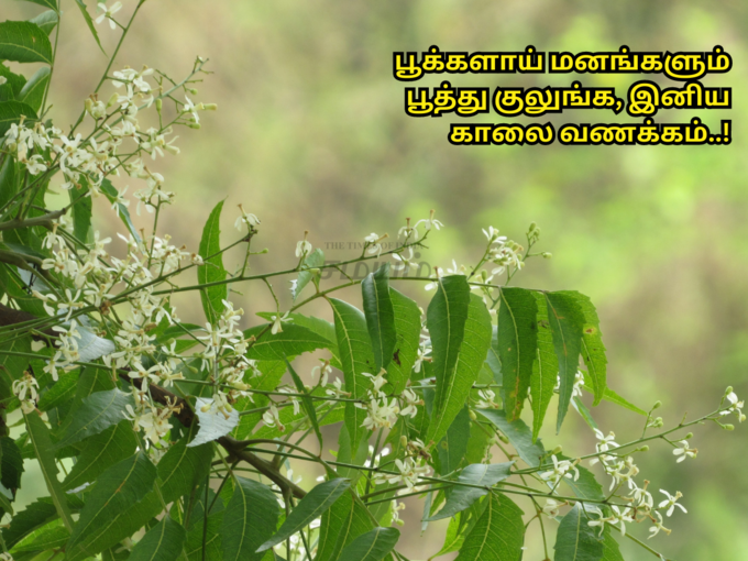 இனிய காலை வணக்கம்!