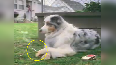 Funny Video: कुत्र्याला लागलाय मालकाचा नाद , गार्डनमध्ये लपून ओढतोय सिगरेट