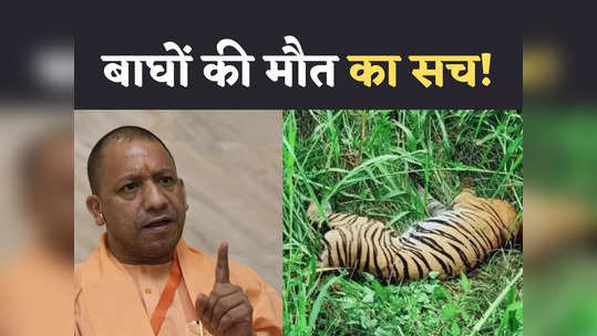 lakhimpur tiger death dudhwa national park angry cm yogi video news
