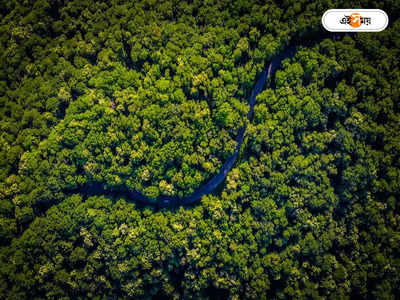 Amazon Jungle : অবাক কাণ্ড! বিমান দুর্ঘটনার অতিক্রান্ত ৪০ দিন, অ্যামাজনের জঙ্গল থেকে উদ্ধার জীবিত  ৪ শিশু