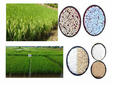 शेतकऱ्यांसाठी गुड न्यूज,भरघोस उत्पन्न देणाऱ्या भाताच्या वाणांचं संशोधन, खारपड जमिनीतून चांगलं उत्पन्न मिळणार