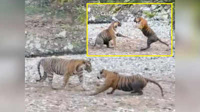 Tiger Fight Video: टाइगर आराम से सो रहा था तभी हुई दूसरे बाघ की एंट्री, फिर शुरू हुआ भयंकर युद्ध, वीडियो वायरल